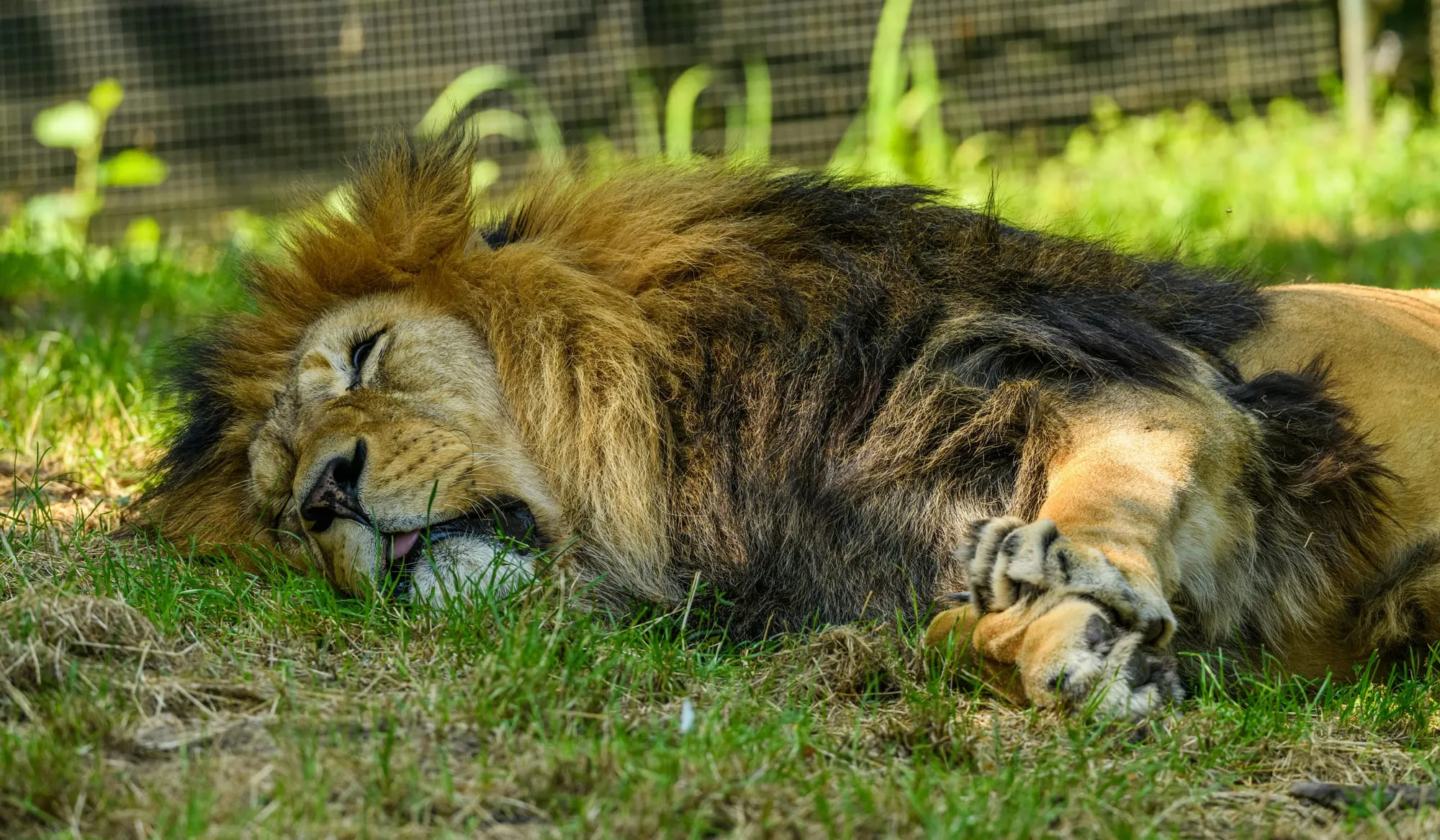 A male lion asleep in the grass in full sun, entirely at ease