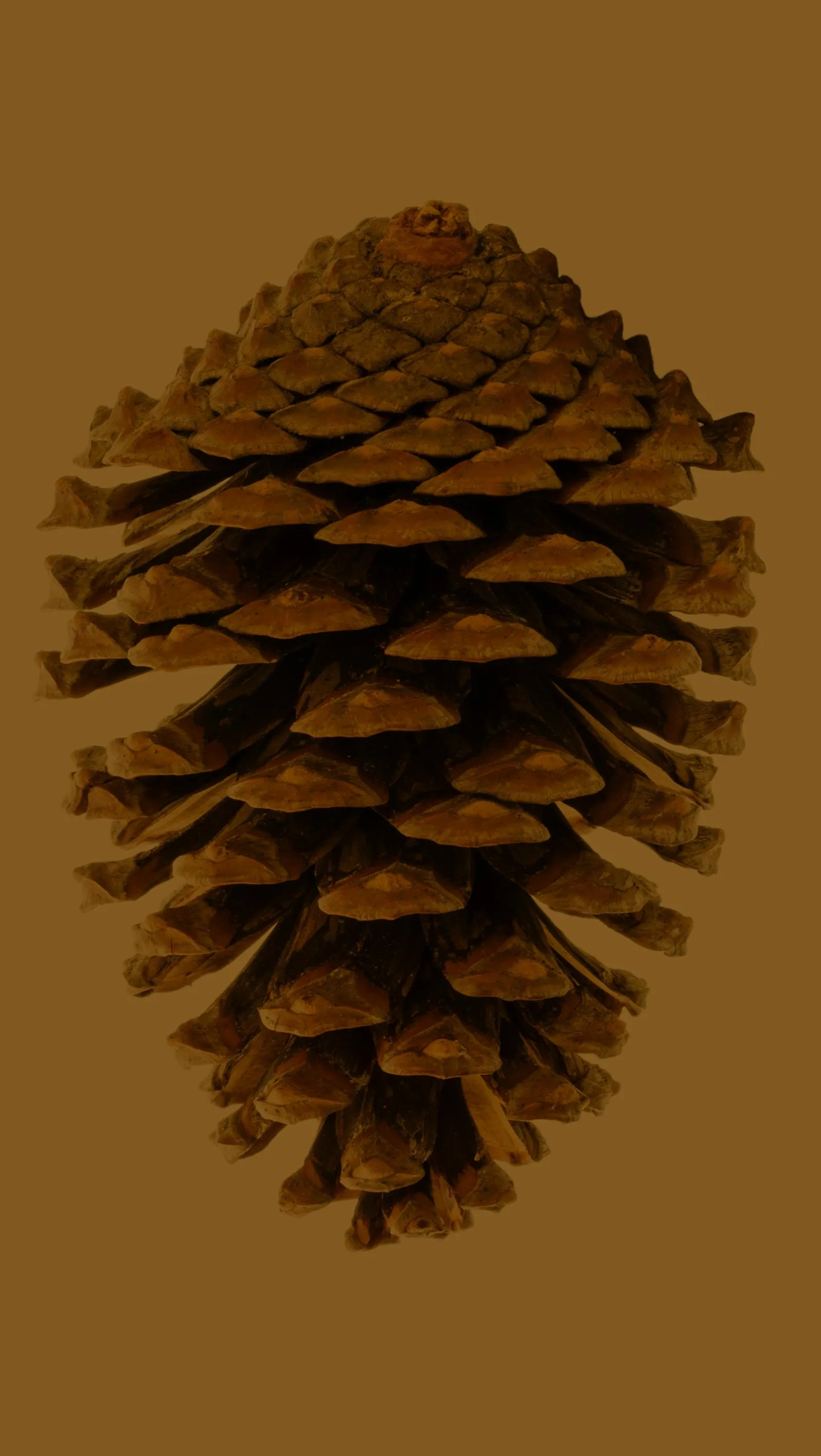A pinecone, the cross-cultural iconographic signature of the pineal gland